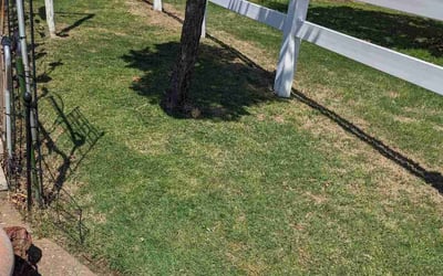 Photo of Nancy Y.'s yard after getting lawn care in Fort Thomas, KY