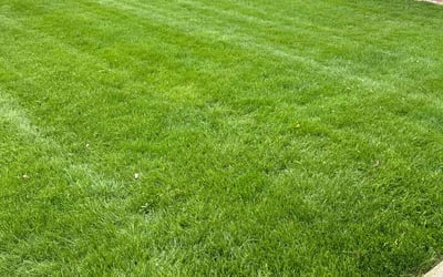 Photo of Latanya B.'s yard after getting lawn care in Dearborn, MI