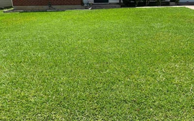 Photo of Jodi B.'s yard after getting lawn care in Florence, AZ