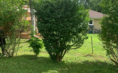 Photo of Africa T.'s yard after getting tree care in Livonia, MI