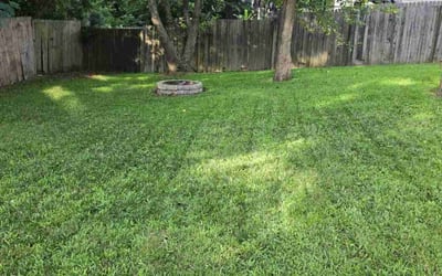 Photo of Linda W.'s yard after getting lawn care in Clinton Township, MI