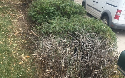 Photo of Janet A.'s yard after getting lawn care in Westminster, CO