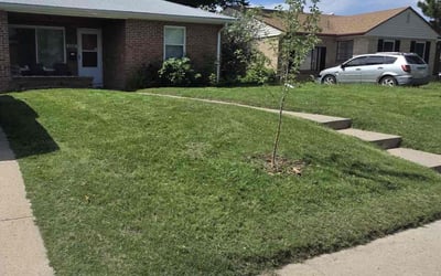 Photo of Abigail G.'s yard after getting lawn care in Sebring, FL