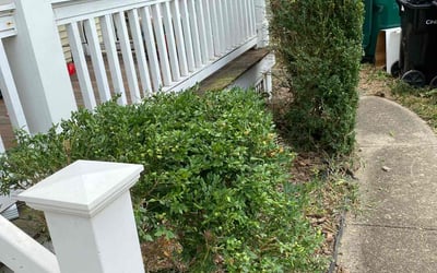 Photo of Jessica W.'s yard after getting tree care in Niles, MI