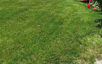 Photo of Anne H.'s yard after getting lawn care in Albuquerque, NM