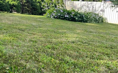 Photo of Jon H.'s yard after getting lawn care in Hollis, NY