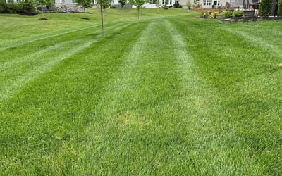 Photo of Abby W.'s yard after getting lawn care in Westfield, NJ
