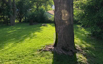 Photo of Sara J.'s yard after getting lawn care in Saint Ann, MO