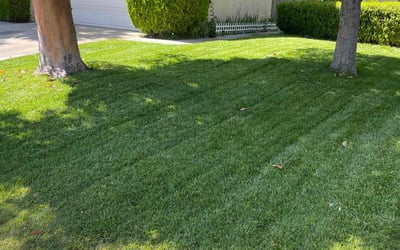 Photo of Denise B.'s yard after getting lawn care in La Quinta, CA