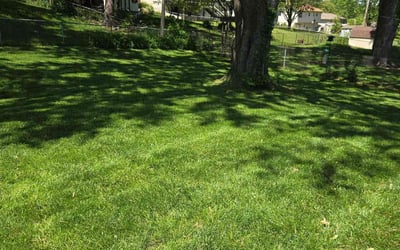 Photo of Joshua B.'s yard after getting lawn care in Kansas City, MO