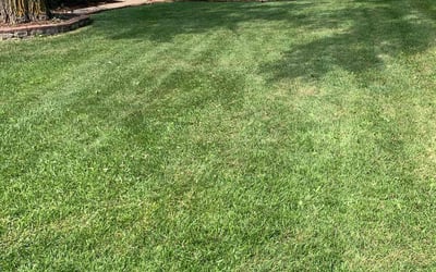 Photo of George R.'s yard after getting lawn care in Country Club Hills, IL
