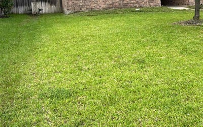 Photo of Brianna B.'s yard after getting lawn care in Killeen, TX