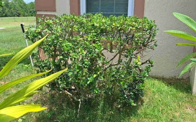 Photo of Kristen A.'s yard after getting lawn care in Waxhaw, NC