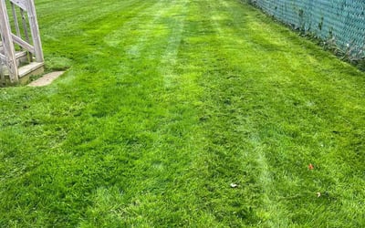 Photo of Douglas H.'s yard after getting lawn care in Berlin, CT