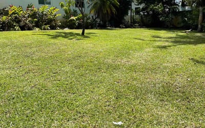 Photo of Sean K.'s yard after getting lawn care in Cutler Bay, FL
