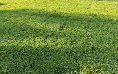 Photo of Matthew H.'s yard after getting lawn care in West Covina, CA
