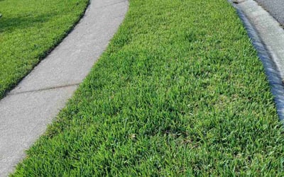 Photo of Jozef S.'s yard after getting lawn care in Visalia, CA