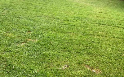 Photo of Ryan L.'s yard after getting lawn care in Penn Hills, PA