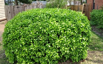 Photo of Lisa K.'s yard after getting lawn care in St. Louis, MO