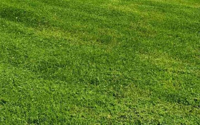 Photo of Cindy E.'s yard after getting lawn care in Forks, PA