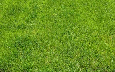 Photo of Uhodari H.'s yard after getting lawn care in Platte City, MO