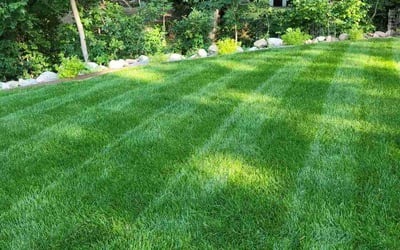 Photo of Margaret F.'s yard after getting lawn care in Black Forest, CO