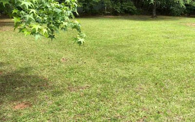 Photo of Katrina A.'s yard after getting lawn care in Macon, GA