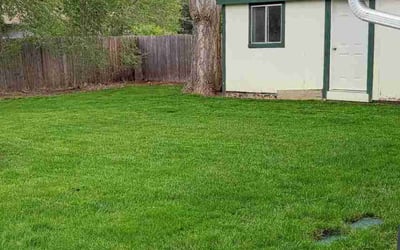 Photo of Alex C.'s yard after getting lawn care in Fort Collins, CO