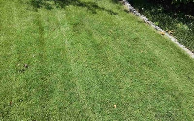 Photo of George B.'s yard after getting lawn care in Bremen, GA