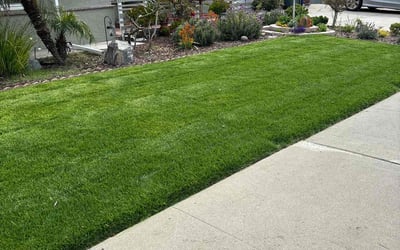 Photo of Chantel C.'s yard after getting lawn care in Spring Valley, CA