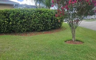 Photo of Anita L.'s yard after getting lawn care in Bartow, FL