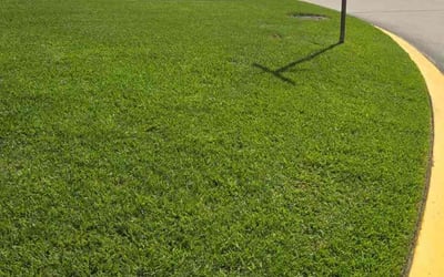 Photo of Irene P.'s yard after getting lawn care in Amesbury, MA