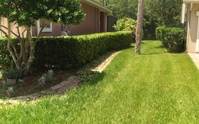 Photo of Michael C.'s yard after getting tree care in Morrison, CO