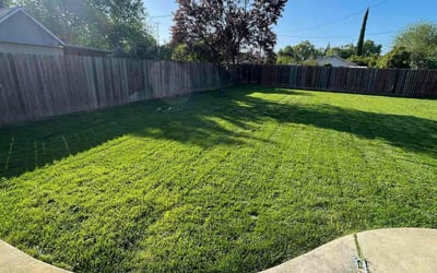 Photo of Dana W.'s yard after getting lawn care in Lodi, CA