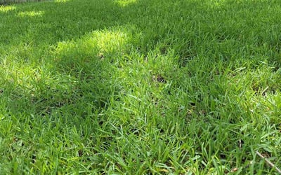 Photo of Anthony C.'s yard after getting lawn care in New Braunfels, TX