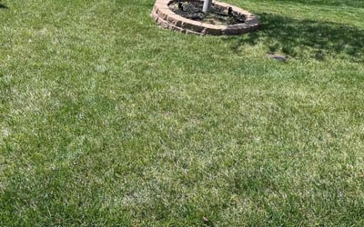 Photo of Leslie H.'s yard after getting lawn care in St. Louis, MO