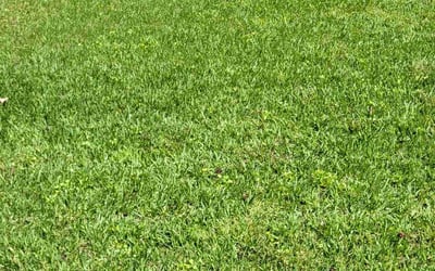 Photo of Ms. L.'s yard after getting lawn care in Magnolia, TX
