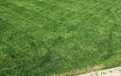 Photo of Lana T.'s yard after getting lawn care in Fresno, CA