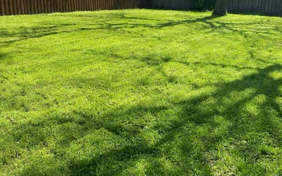 Photo of Tika S.'s yard after getting lawn care in Charleston, SC