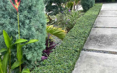Photo of Kim T.'s yard after getting lawn care in Tunkhannock, PA