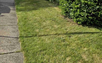 Photo of Katy l.'s yard after getting lawn care in Nanticoke, PA