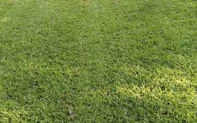 Photo of Debbie S.'s yard after getting lawn care in Camden, SC