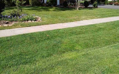 Photo of Jude V.'s yard after getting lawn care in Falls Church, VA