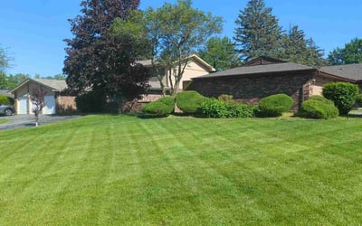 Photo of Allison B.'s yard after getting lawn care in Clearwater, FL