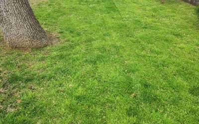 Photo of Robin L.'s yard after getting lawn care in Graham, WA