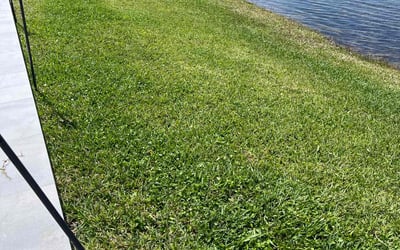 Photo of Martha C.'s yard after getting lawn care in Clearwater, FL