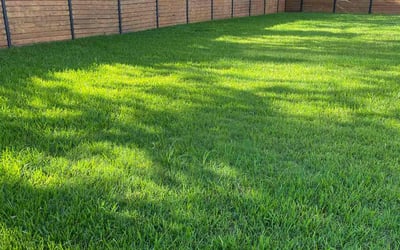 Photo of Paulina S.'s yard after getting lawn care in West Columbia, TX