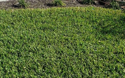 Photo of Annmarie S.'s yard after getting lawn care in Nokomis, FL