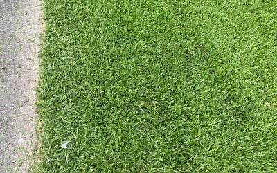 Photo of Mike P.'s yard after getting lawn care in Blacksburg, VA
