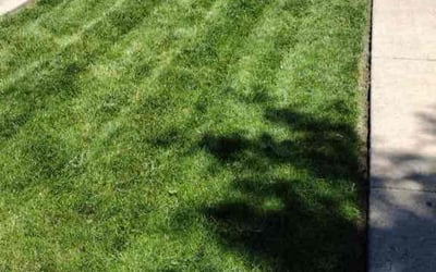 Photo of Jesse S.'s yard after getting lawn care in Irving Park, IL